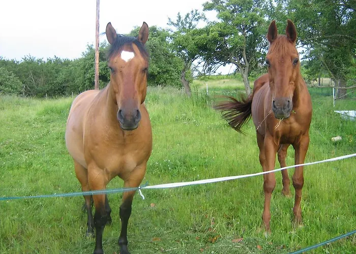 Vakantiehuis Les Coquelicots *
